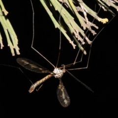 Ptilogyna sp. (genus) at Ainslie, ACT - 4 Apr 2019 09:11 PM