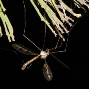 Ptilogyna sp. (genus) at Ainslie, ACT - 4 Apr 2019 09:11 PM