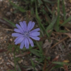 Cichorium intybus (Chicory) at Paddys River, ACT - 5 Apr 2019 by davobj