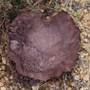 Calvatia cyathiformis at Paddys River, ACT - 5 Apr 2019