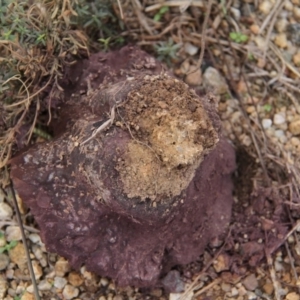 Calvatia cyathiformis at Paddys River, ACT - 5 Apr 2019