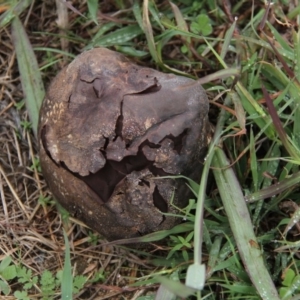 Calvatia cyathiformis at Paddys River, ACT - 5 Apr 2019