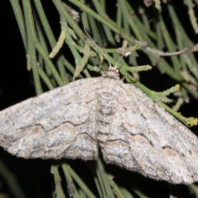 Ectropis (genus) (An engrailed moth) at Mount Ainslie - 4 Apr 2019 by jb2602