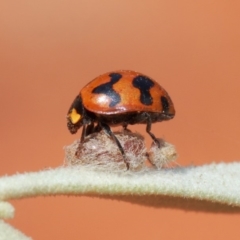 Coccinella transversalis (Transverse Ladybird) at Hackett, ACT - 3 Apr 2019 by TimL