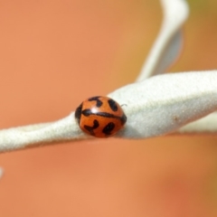 Coccinella transversalis at Hackett, ACT - 3 Apr 2019 01:08 PM