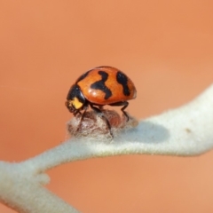 Coccinella transversalis at Hackett, ACT - 3 Apr 2019 01:08 PM