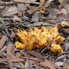 Unidentified at ANBG - 5 Apr 2019 by SandraH