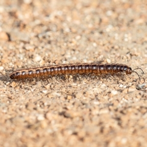 Cladethosoma sp. (genus) at Fyshwick, ACT - 5 Apr 2019 09:15 AM