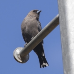 Artamus cyanopterus (Dusky Woodswallow) at Lake Ginninderra - 3 Apr 2019 by Alison Milton