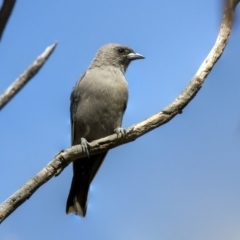 Artamus cyanopterus at Belconnen, ACT - 3 Apr 2019 11:36 AM