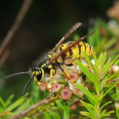 Vespula germanica (European wasp) at Hackett, ACT - 4 Apr 2019 by TimL
