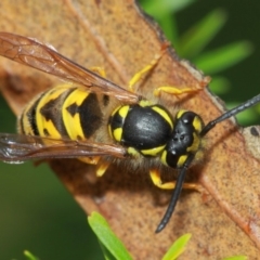 Vespula germanica at Hackett, ACT - 4 Apr 2019