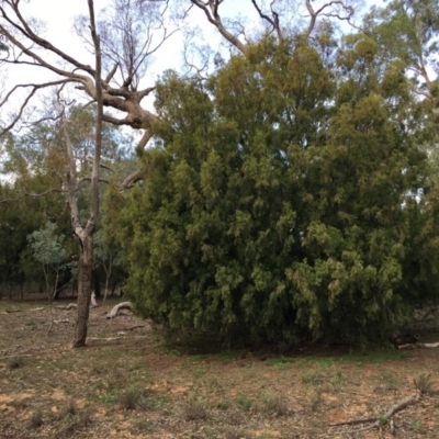 Exocarpos cupressiformis (Cherry Ballart) at Ainslie, ACT - 5 Apr 2019 by jbromilow50