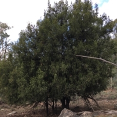 Exocarpos cupressiformis (Cherry Ballart) at Mount Ainslie - 5 Apr 2019 by jb2602