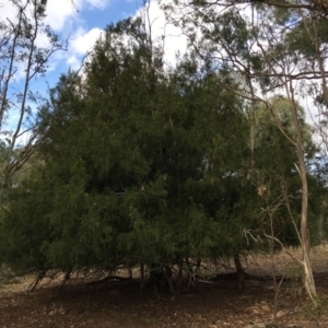 Exocarpos cupressiformis at Ainslie, ACT - 5 Apr 2019