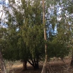 Exocarpos cupressiformis (Cherry Ballart) at Ainslie, ACT - 5 Apr 2019 by jbromilow50