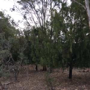 Exocarpos cupressiformis at Ainslie, ACT - 5 Apr 2019