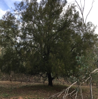 Exocarpos cupressiformis (Cherry Ballart) at Mount Ainslie - 5 Apr 2019 by jb2602