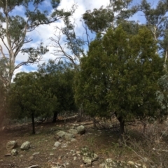Exocarpos cupressiformis (Cherry Ballart) at Mount Ainslie - 5 Apr 2019 by jb2602