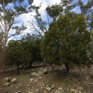 Exocarpos cupressiformis at Ainslie, ACT - 5 Apr 2019