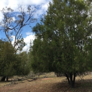 Exocarpos cupressiformis at Ainslie, ACT - 5 Apr 2019