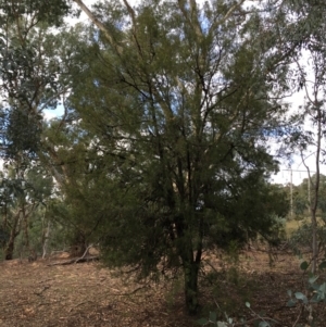 Exocarpos cupressiformis at Ainslie, ACT - 5 Apr 2019