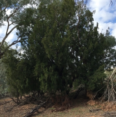 Exocarpos cupressiformis (Cherry Ballart) at Ainslie, ACT - 5 Apr 2019 by jb2602