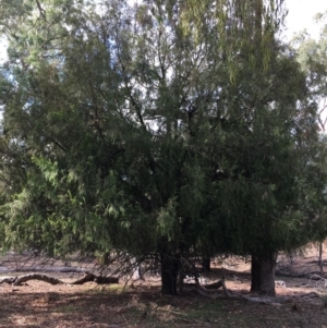 Exocarpos cupressiformis at Ainslie, ACT - 5 Apr 2019 03:48 PM