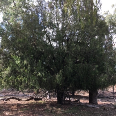 Exocarpos cupressiformis (Cherry Ballart) at Ainslie, ACT - 5 Apr 2019 by jb2602