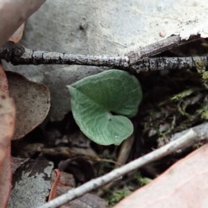 Acianthus collinus at Dunlop, ACT - 4 Apr 2019