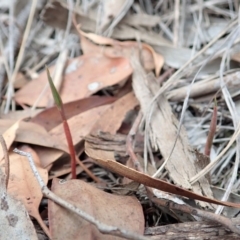 Bunochilus umbrinus (ACT) = Pterostylis umbrina (NSW) (Broad-sepaled Leafy Greenhood) by CathB