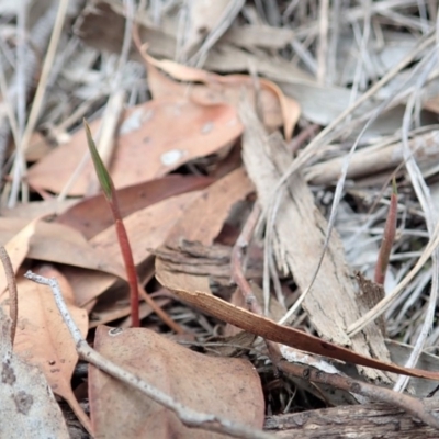 Bunochilus umbrinus (ACT) = Pterostylis umbrina (NSW) (Broad-sepaled Leafy Greenhood) by CathB