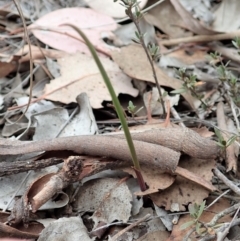 Lyperanthus suaveolens at Aranda, ACT - suppressed