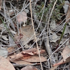 Lyperanthus suaveolens at Aranda, ACT - suppressed