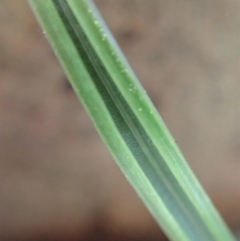 Lyperanthus suaveolens at Aranda, ACT - suppressed