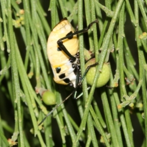 Commius elegans at Ainslie, ACT - 5 Apr 2019