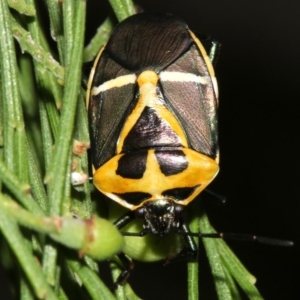 Commius elegans at Ainslie, ACT - 5 Apr 2019