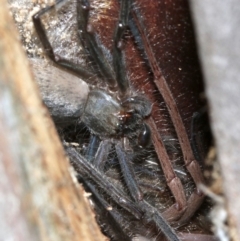 Delena cancerides (Social huntsman spider) at Mount Ainslie - 5 Apr 2019 by jb2602