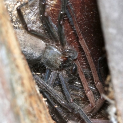 Delena cancerides (Social huntsman spider) at Ainslie, ACT - 5 Apr 2019 by jb2602