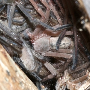 Delena cancerides at Ainslie, ACT - 5 Apr 2019