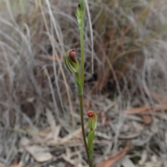 Speculantha rubescens (Blushing Tiny Greenhood) at Aranda, ACT - 4 Apr 2019 by CathB