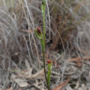 Speculantha rubescens at Aranda, ACT - 4 Apr 2019