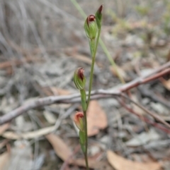 Speculantha rubescens at Aranda, ACT - 4 Apr 2019