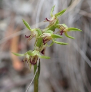 Corunastylis cornuta at Aranda, ACT - 4 Apr 2019