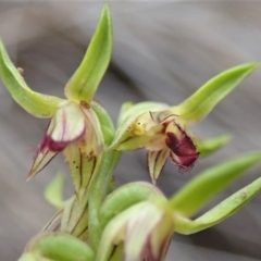 Corunastylis cornuta at Aranda, ACT - 4 Apr 2019