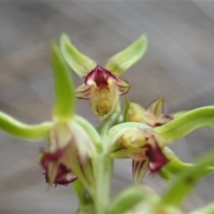 Corunastylis cornuta at Aranda, ACT - 4 Apr 2019