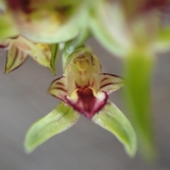 Corunastylis cornuta at Aranda, ACT - 4 Apr 2019