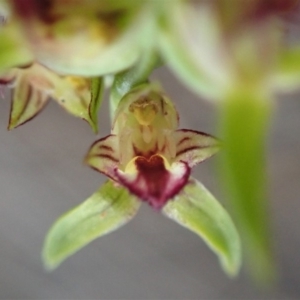 Corunastylis cornuta at Aranda, ACT - 4 Apr 2019