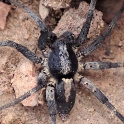 Lycosidae (family) (Unidentified wolf spider) at Cook, ACT - 3 Apr 2019 by CathB