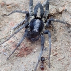 Lycosidae (family) at Cook, ACT - 3 Apr 2019